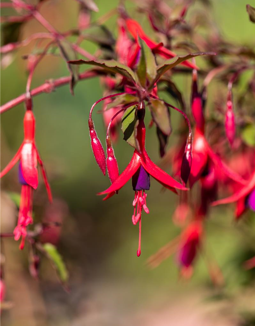 Fuchsia magellanica 'Riccartonii'