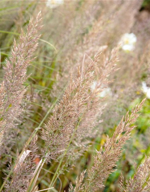 Calamagrostis brachytricha