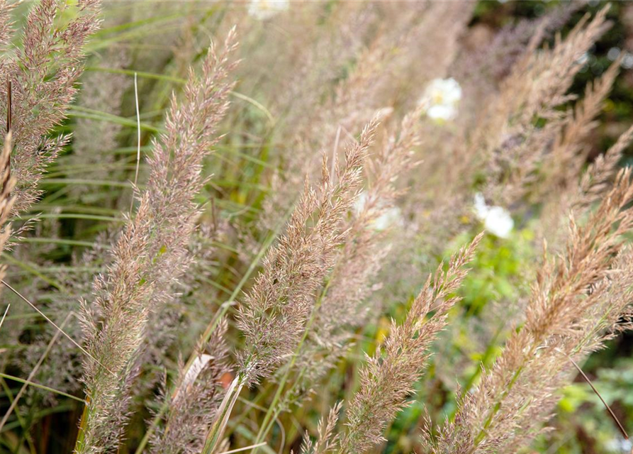 Calamagrostis brachytricha