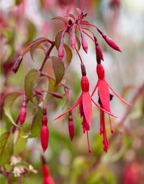 Fuchsia magellanica 'Riccartonii'