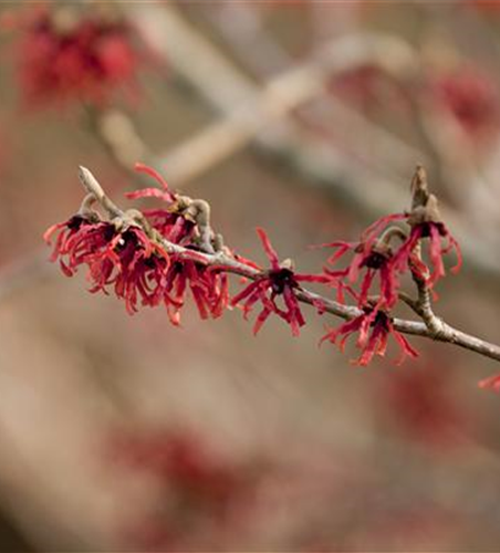 Hamamelis intermedia 'Ruby Glow'