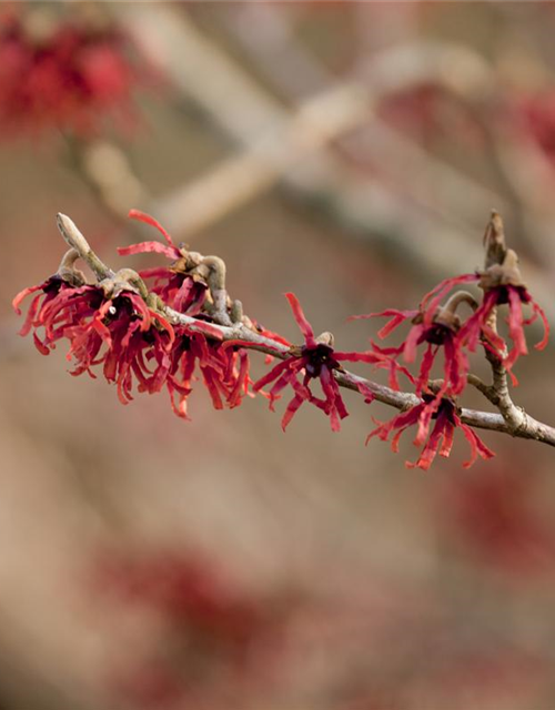 Hamamelis intermedia 'Ruby Glow'