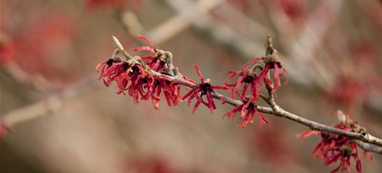 Hamamelis intermedia 'Ruby Glow'