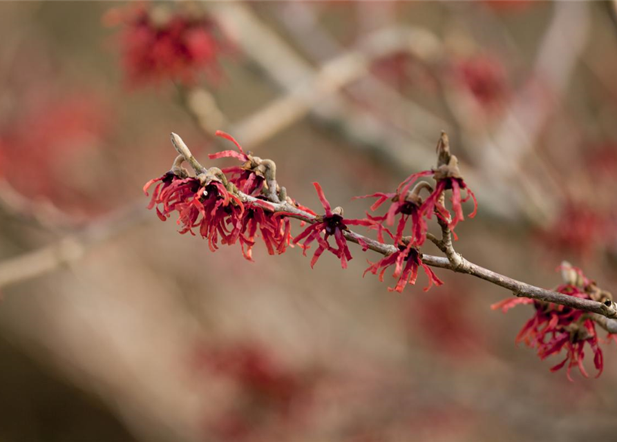 Hamamelis intermedia 'Ruby Glow'