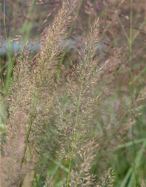 Calamagrostis brachytricha