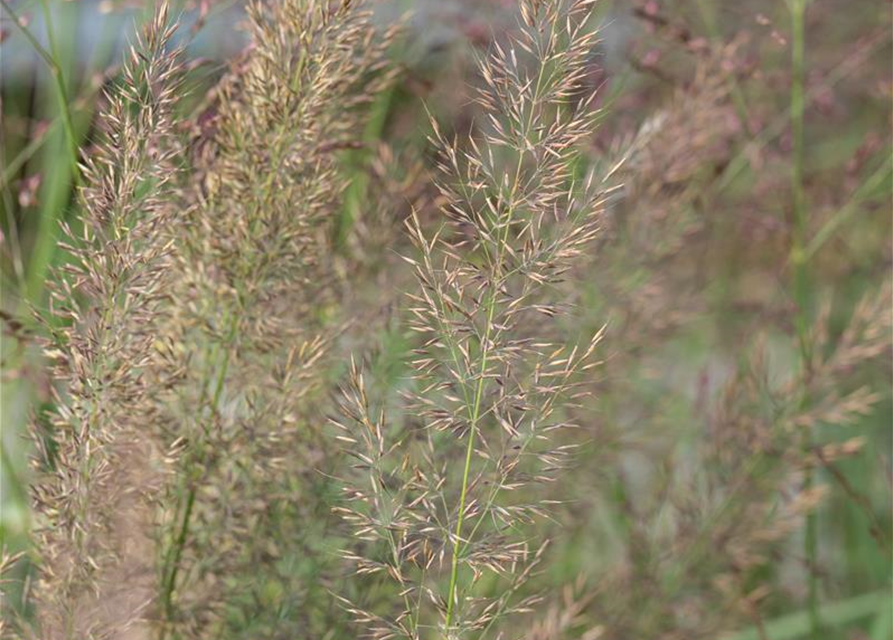 Calamagrostis brachytricha