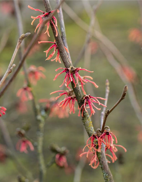 Hamamelis intermedia 'Ruby Glow'