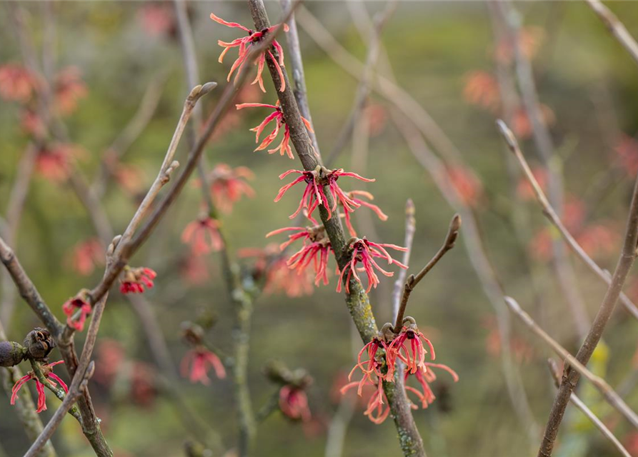 Hamamelis intermedia 'Ruby Glow'