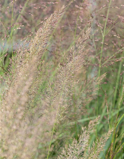 Calamagrostis brachytricha