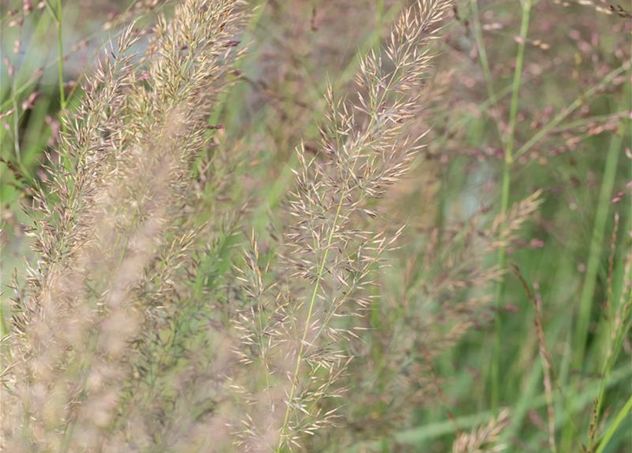 Calamagrostis brachytricha