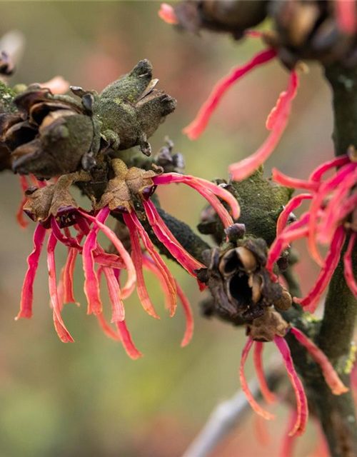 Hamamelis intermedia 'Ruby Glow'