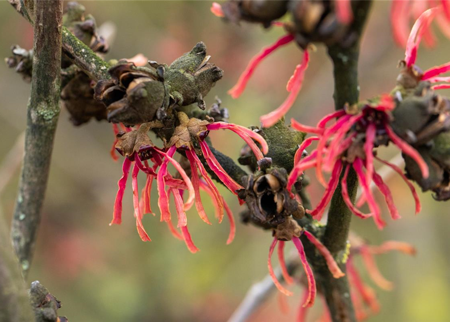 Hamamelis intermedia 'Ruby Glow'