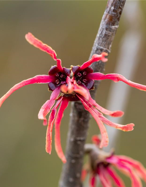 Hamamelis intermedia 'Ruby Glow'