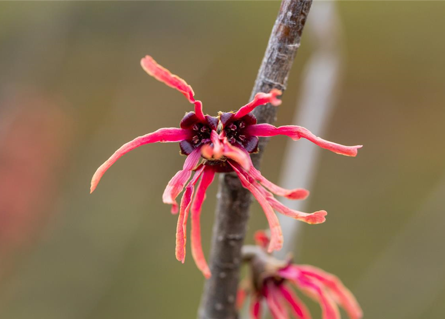 Hamamelis intermedia 'Ruby Glow'