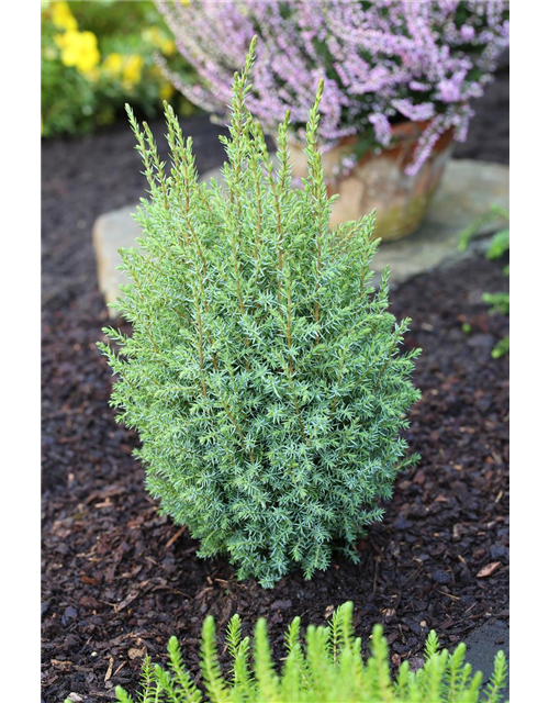 Juniperus communis 'Compressa'