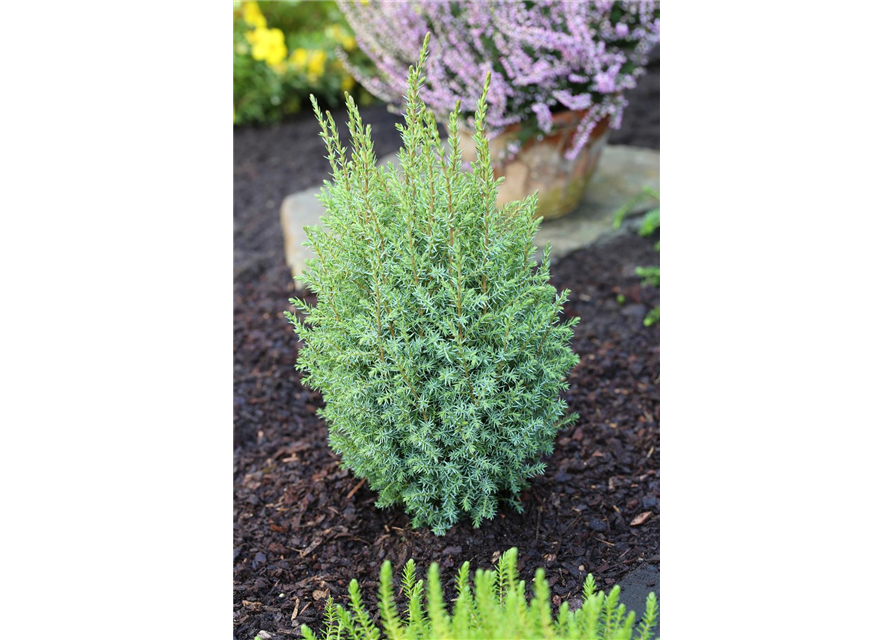 Juniperus communis 'Compressa'