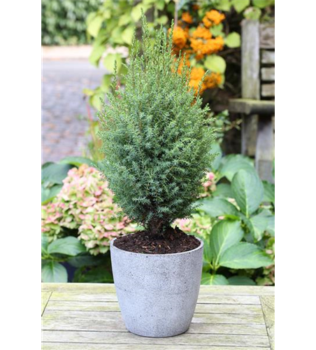 Juniperus communis 'Compressa'