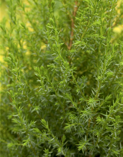 Juniperus communis 'Compressa'