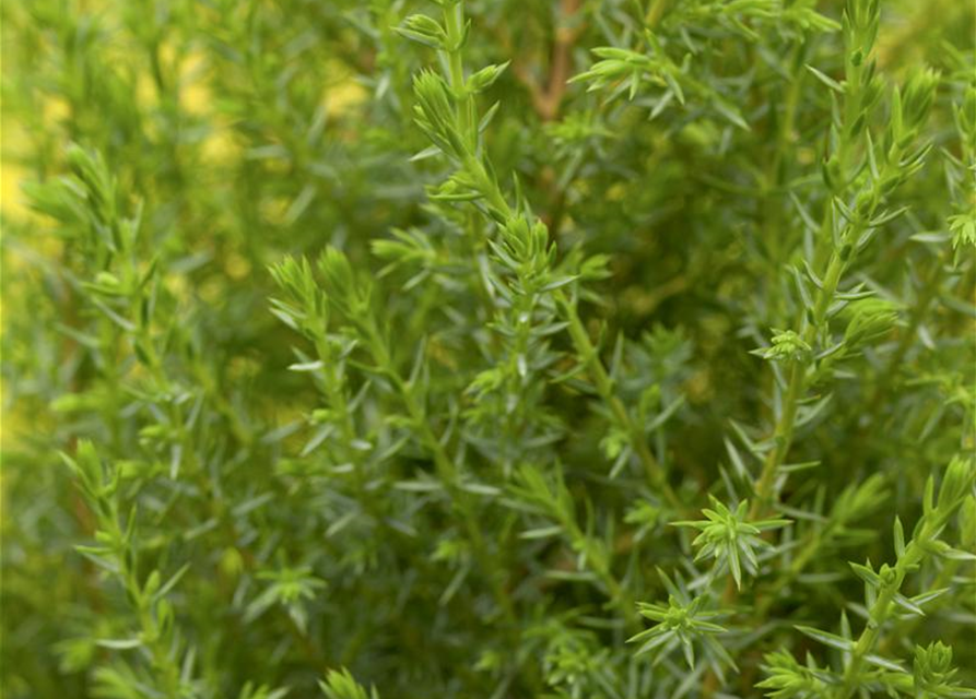 Juniperus communis 'Compressa'