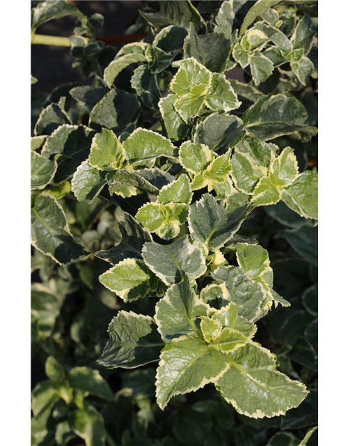 Hydrangea petiolaris 'Silver Lining'®