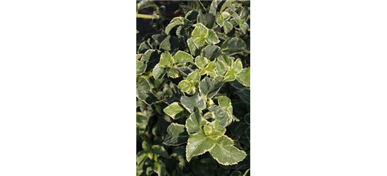 Hydrangea petiolaris 'Silver Lining'®