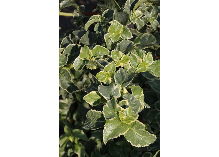 Hydrangea petiolaris 'Silver Lining'®