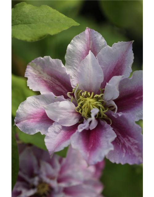 Clematis hybrida 'Piilu'