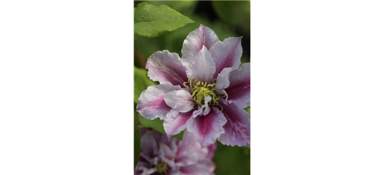 Clematis hybrida 'Piilu'