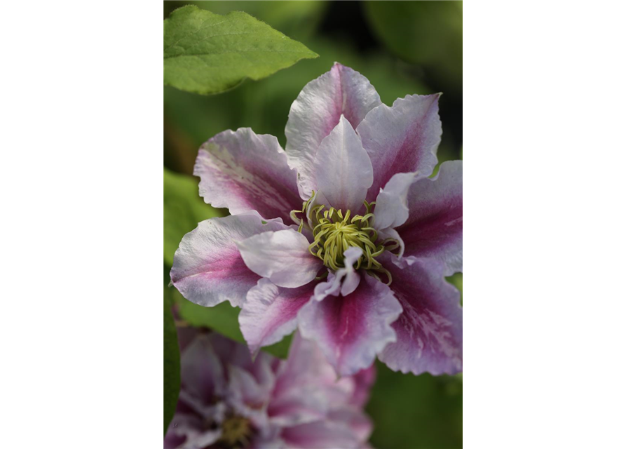 Clematis hybrida 'Piilu'