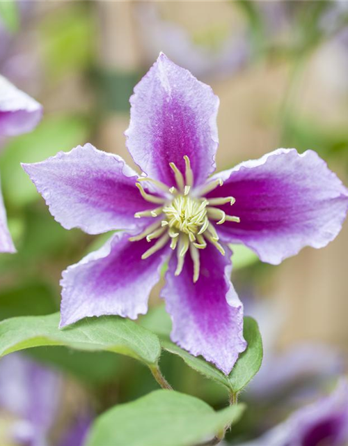 Clematis hybrida 'Piilu'