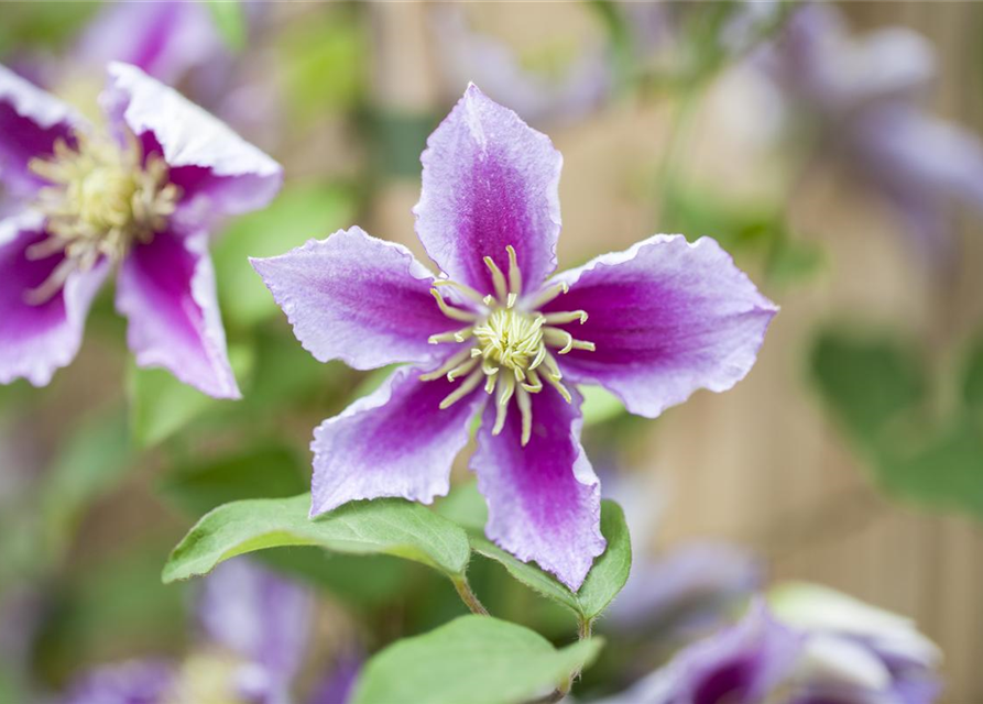 Clematis hybrida 'Piilu'