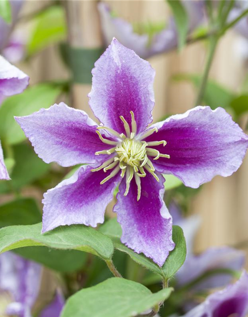 Clematis hybrida 'Piilu'