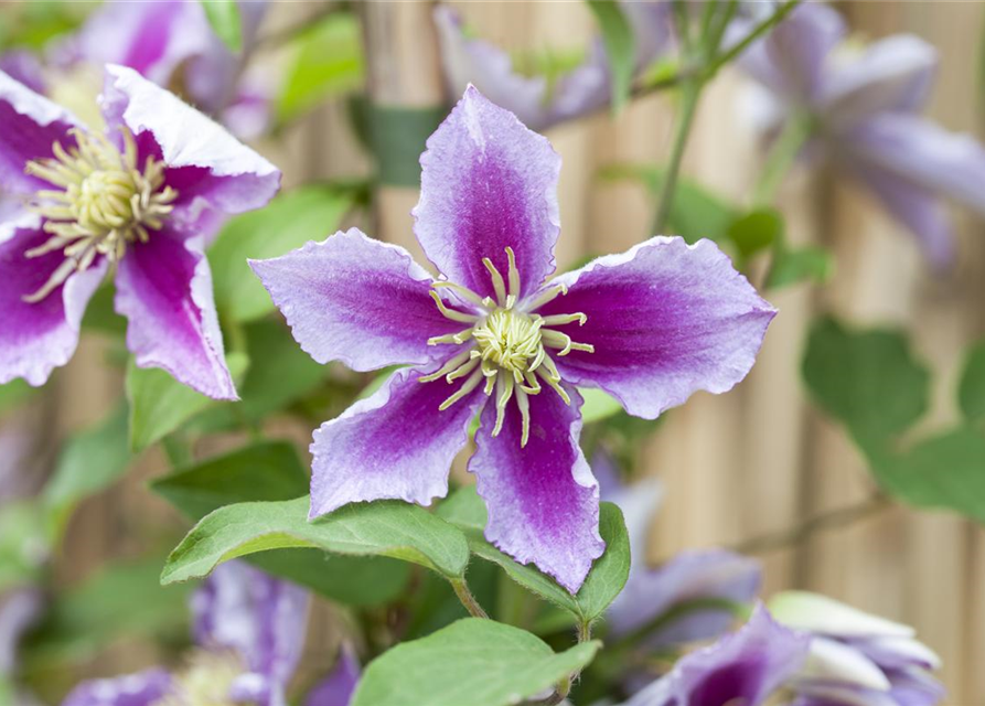 Clematis hybrida 'Piilu'