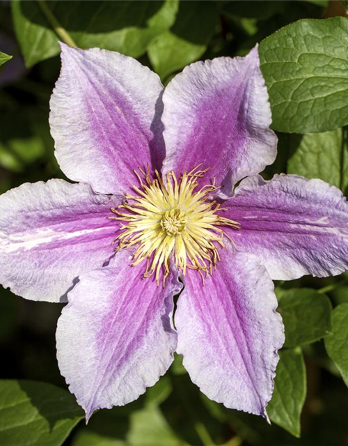 Clematis hybrida 'Piilu'