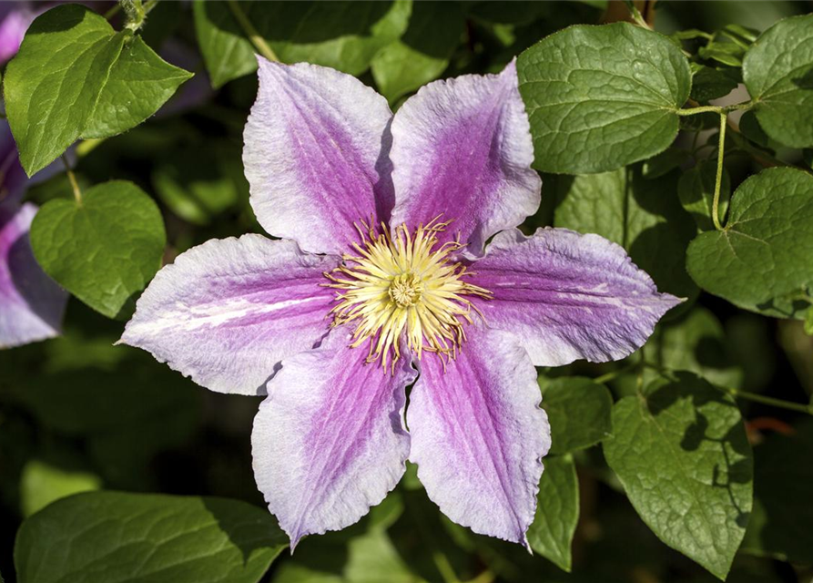 Clematis hybrida 'Piilu'