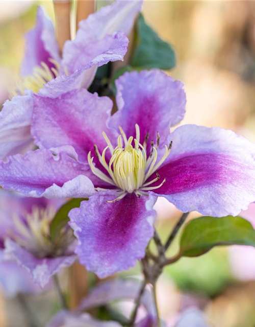 Clematis hybrida 'Piilu'