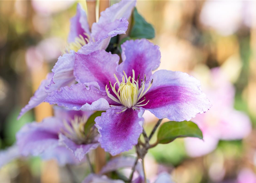 Clematis hybrida 'Piilu'