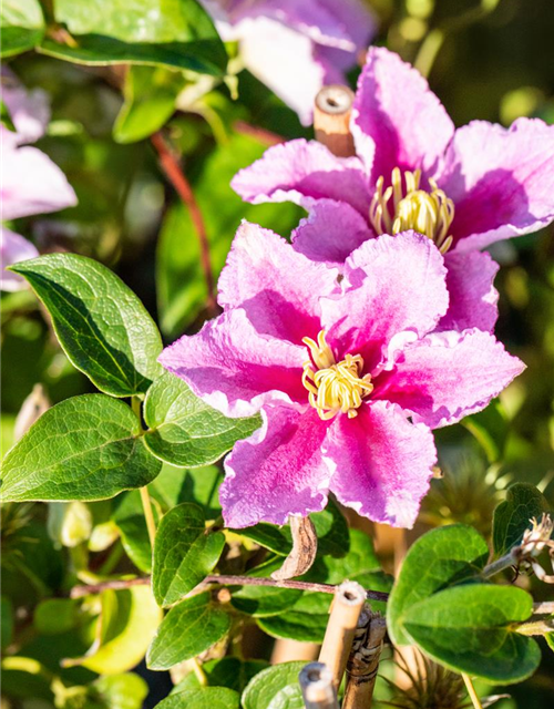 Clematis hybrida 'Piilu'