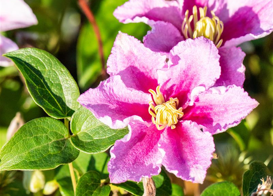 Clematis hybrida 'Piilu'