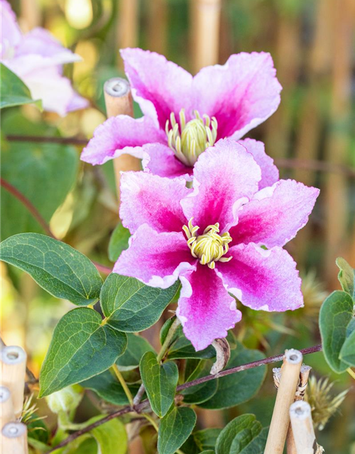 Clematis hybrida 'Piilu'