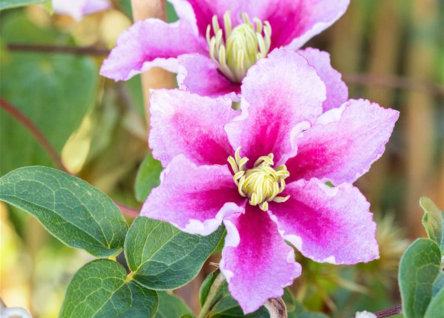 Clematis hybrida 'Piilu'