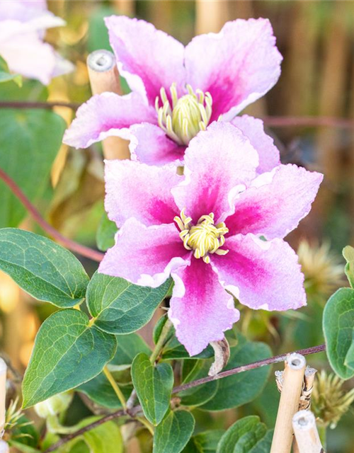 Clematis hybrida 'Piilu'