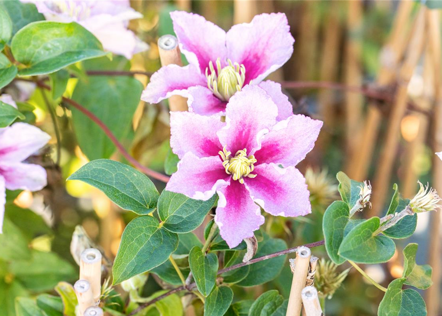 Clematis hybrida 'Piilu'