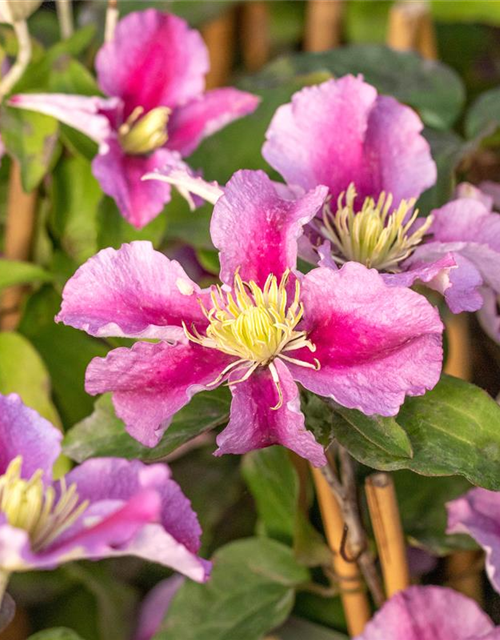 Clematis hybrida 'Piilu'