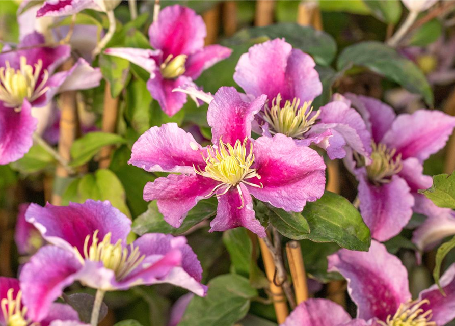 Clematis hybrida 'Piilu'