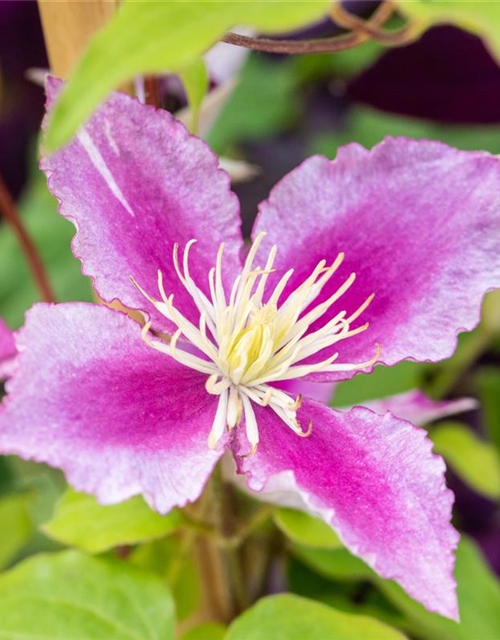 Clematis hybrida 'Piilu'