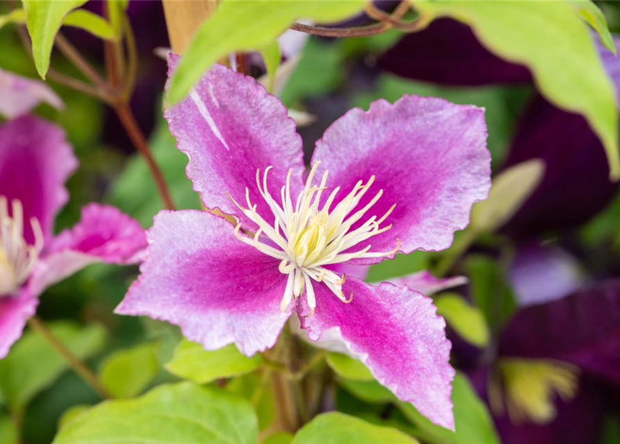 Clematis hybrida 'Piilu'