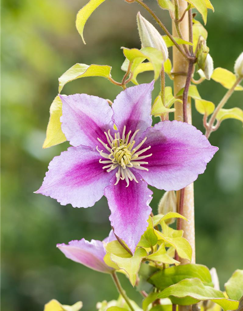 Clematis hybrida 'Piilu'