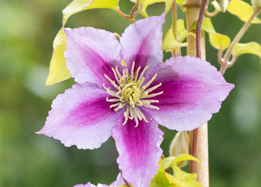 Clematis hybrida 'Piilu'