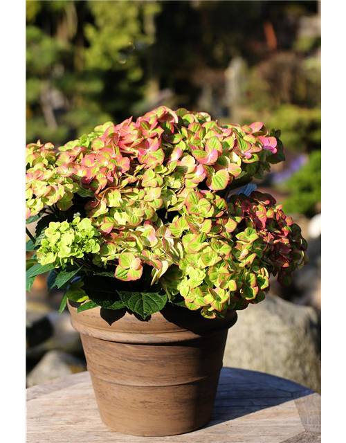 Hydrangea macrophylla 'Magical Greenfire'®